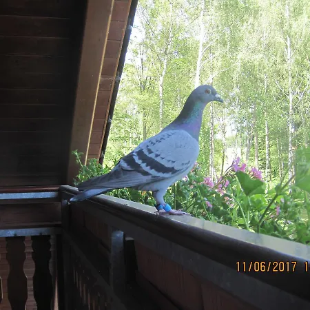 Zlate Pisky